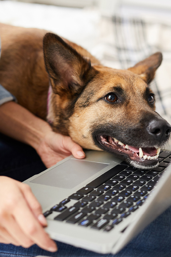 Cursos Online Caninos